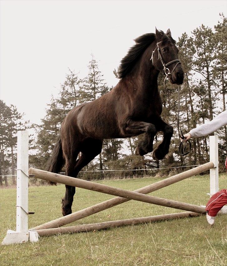 Frieser - Laika  - et lille hop. april 2008 billede 13