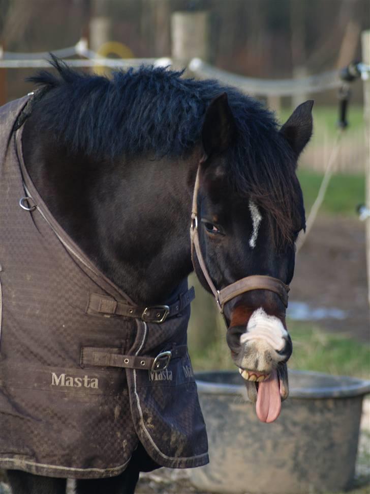 Tysk Sportspony Kirz Kaninpil Kærlund - Kaninus november 08 :b - (HorsePictures.dk) billede 9