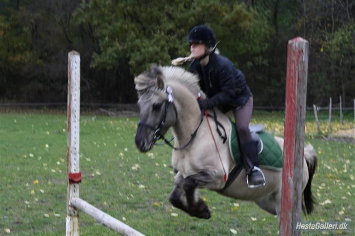 Anden særlig race Lucas<3 (SOLGT & SAVNET!) - # 2. min fantastiske spring pony !<3 Foto: Nadia Jørgensen billede 2