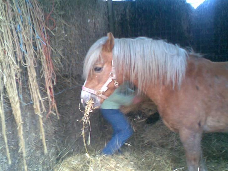 Haflinger **Miss Sunshine** - guff, lækkert mad!! billede 13