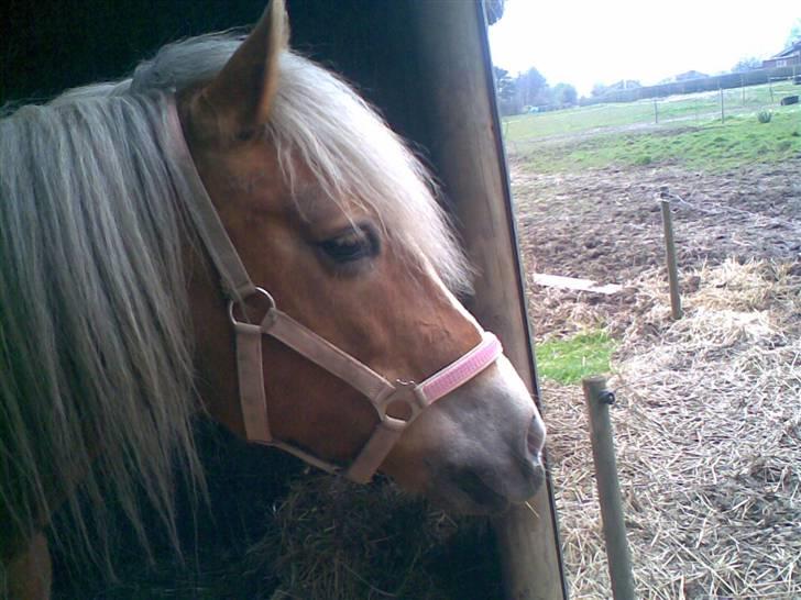 Haflinger **Miss Sunshine** - se min nye lyserøde grime:P billede 14