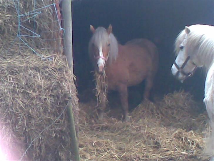Haflinger **Miss Sunshine** - Uhh hvor er det dejligt med ALT det hø og halm billede 15