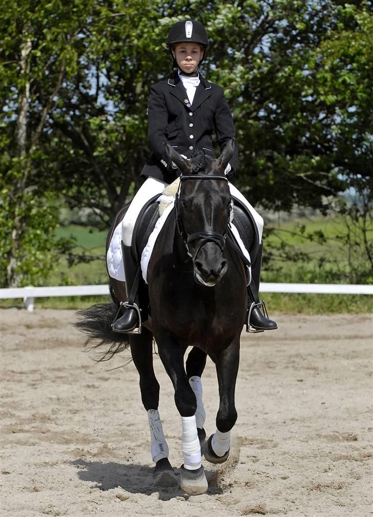 DSP Tovdals Montgomery - ved ikke om det var 2007 eller 2008 min dejlige dressur pony Foto: Animal-print billede 11