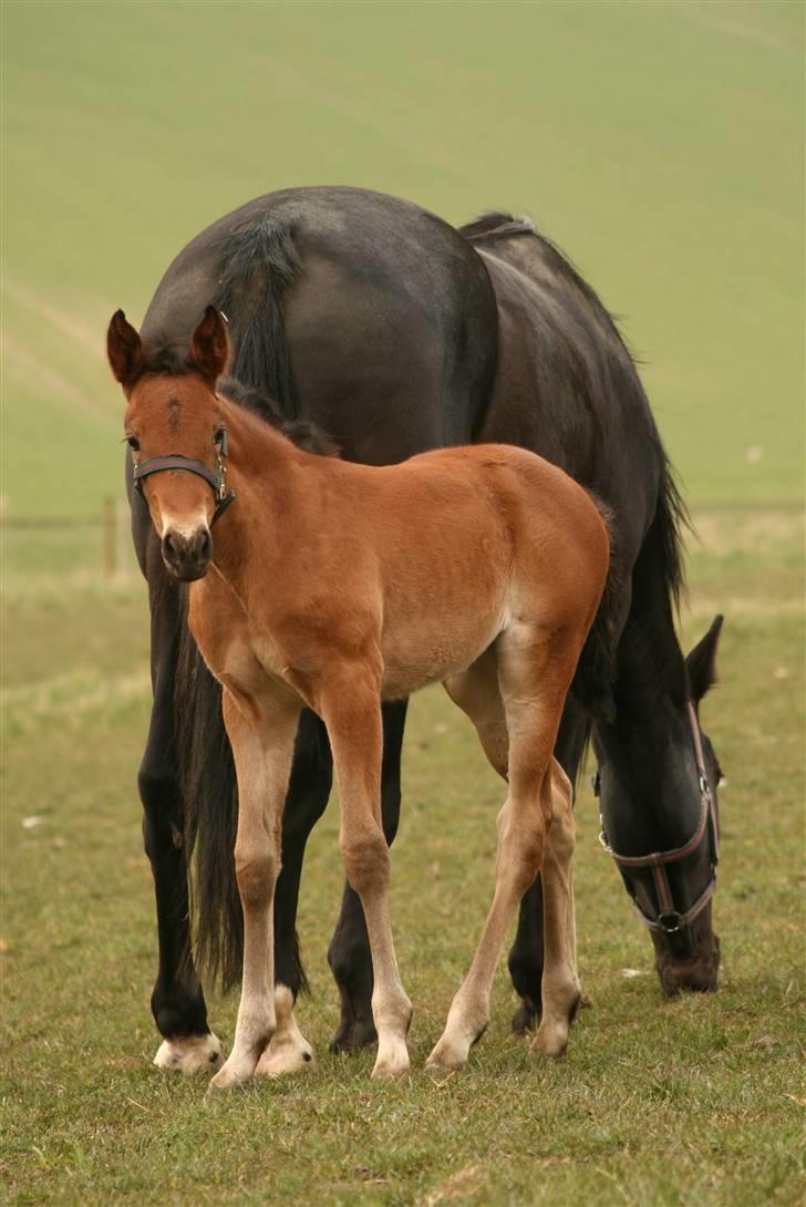 Traver Rhythm Of The Night billede 18