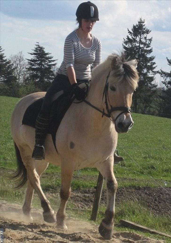 Fjordhest Simba <3 solgt - dressur i: maj 2010 <3 jegelskersimba! <33 billede 1