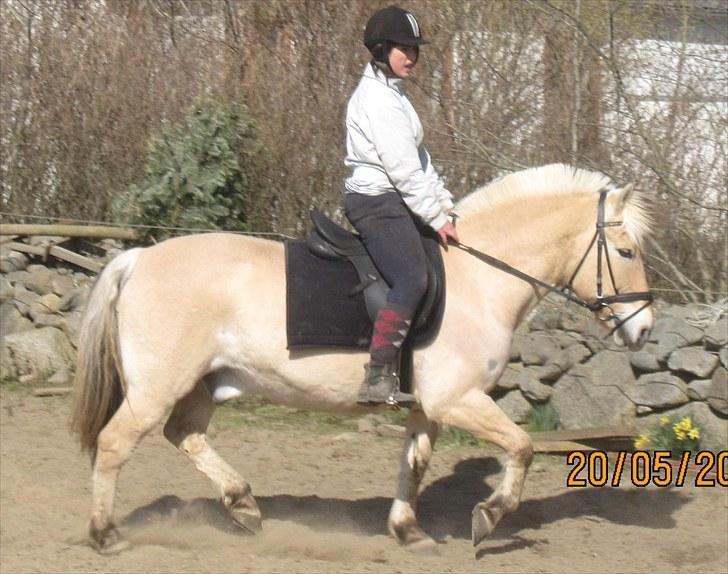 Fjordhest Simba <3 solgt - dressur i: april 2010  billede 2