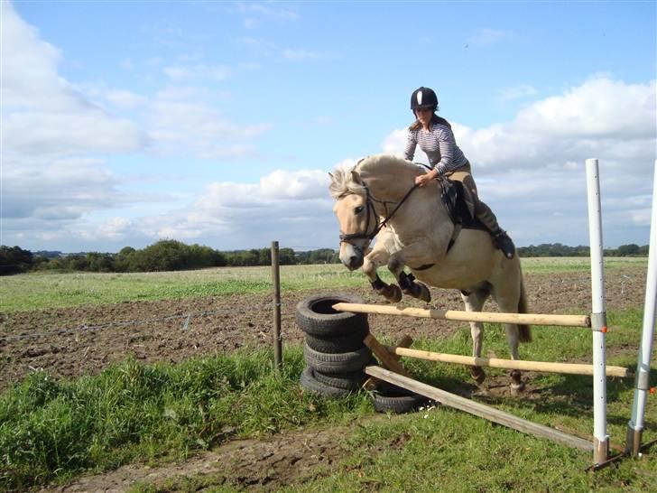 Fjordhest Simba <3 solgt - spring 2008 - jeg elsker dig pony! <3 billede 3