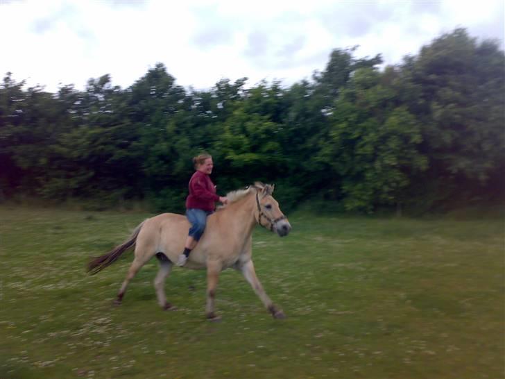 Fjordhest Knold - Lolle på hans 22 års fødselsdag!! billede 14