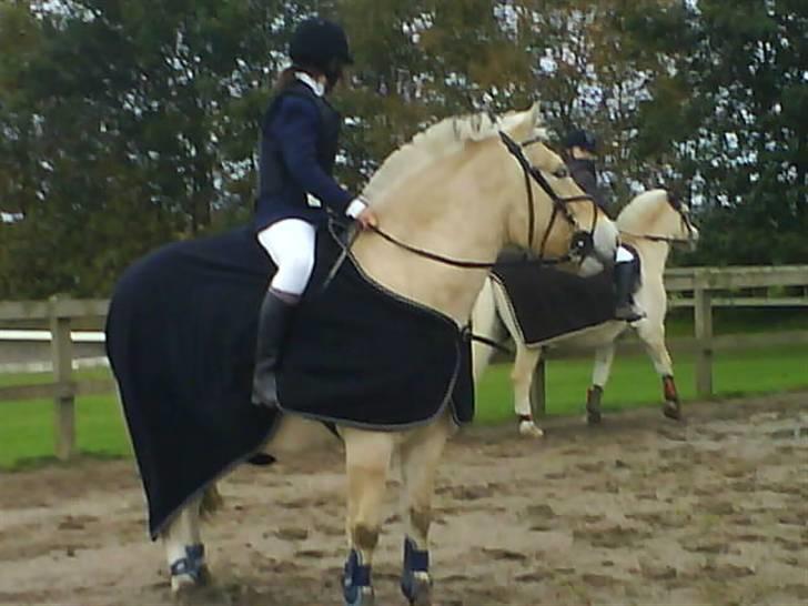 Fjordhest Simba <3 solgt - Harridslev 18 oktober 2008 <3  billede 4