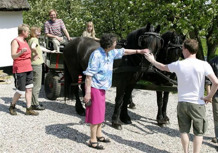 Frieser - Fiona  - Hos Nina´s Natur Café , sammen med Zenia billede 6