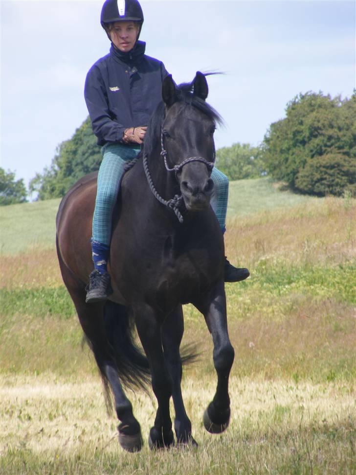 DSP Tovdals Montgomery - Monti på tur med rebgrime på 2009. Foto: min mor billede 16