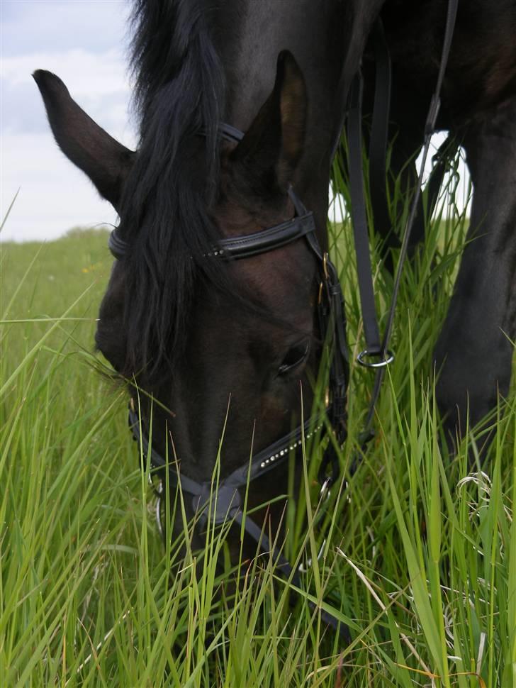 DSP Tovdals Montgomery - 2008 min dejlige pony.. elskeer ham.. Foto: mig billede 19