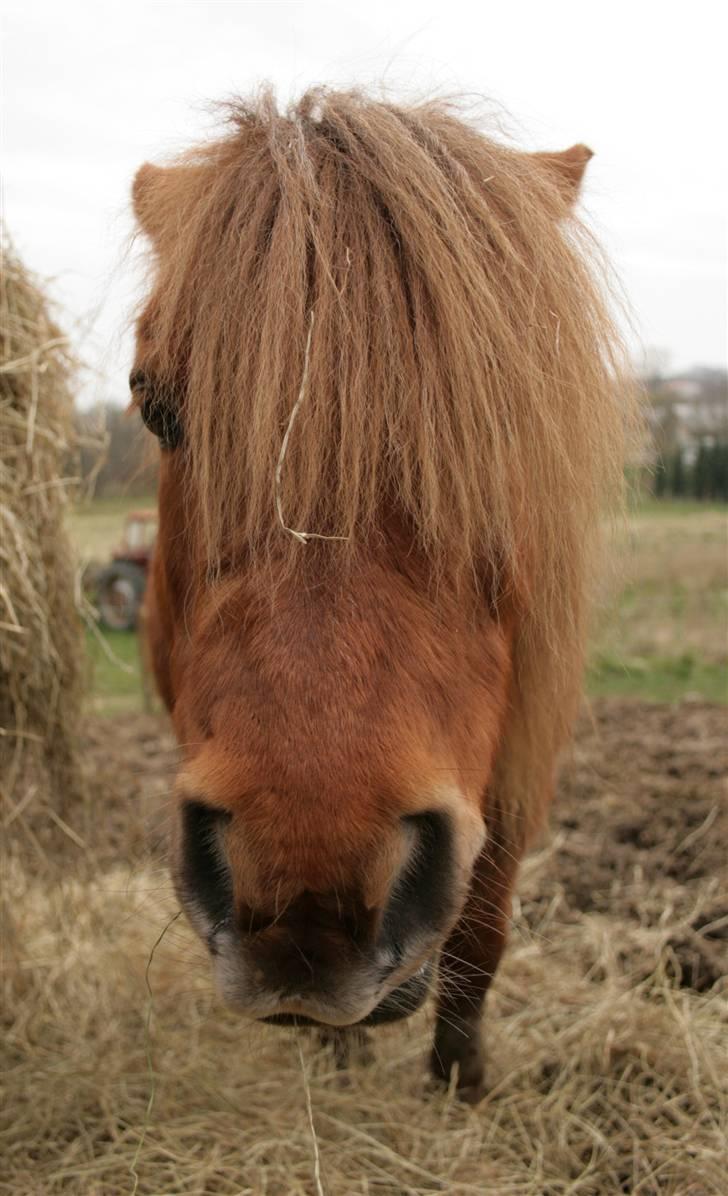 Anden særlig race Buster billede 20