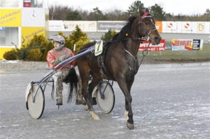 Traver Morassi (S) *Bortgivet til min veninde Karina* - Stolt Morassi efter sejr d. 24-3-08´.... Og det var jeg sgu også!! Vindertid 1.21.2 billede 13