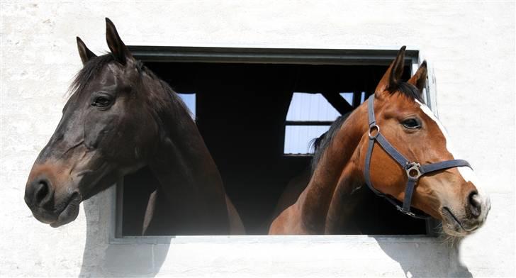 Dansk Varmblod Madigans Daydream, RDH billede 16