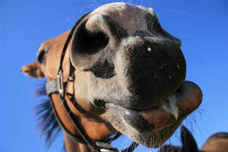 Dansk Varmblod Madigans Daydream, RDH billede 17