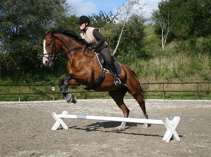 Dansk Varmblod Madigans Daydream, RDH - Dressurundervisning er nødvendigvis ikke lige seriøst hver gang ;) d. 21.09.08 billede 18