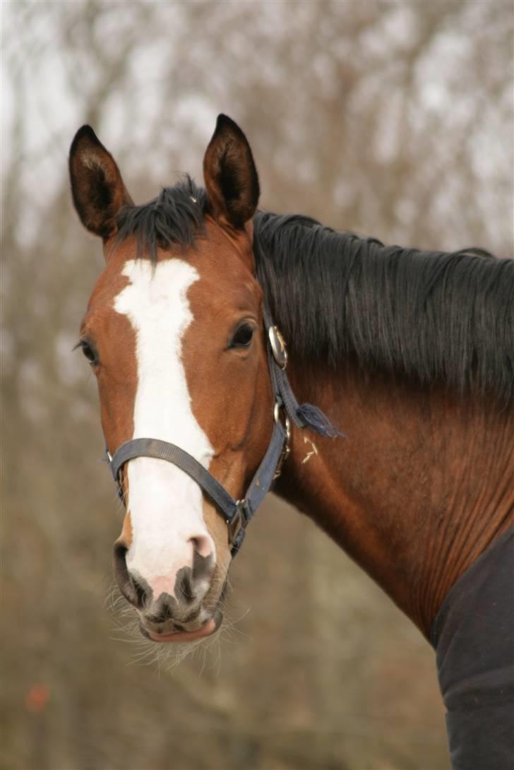 Dansk Varmblod Madigans Daydream, RDH billede 19