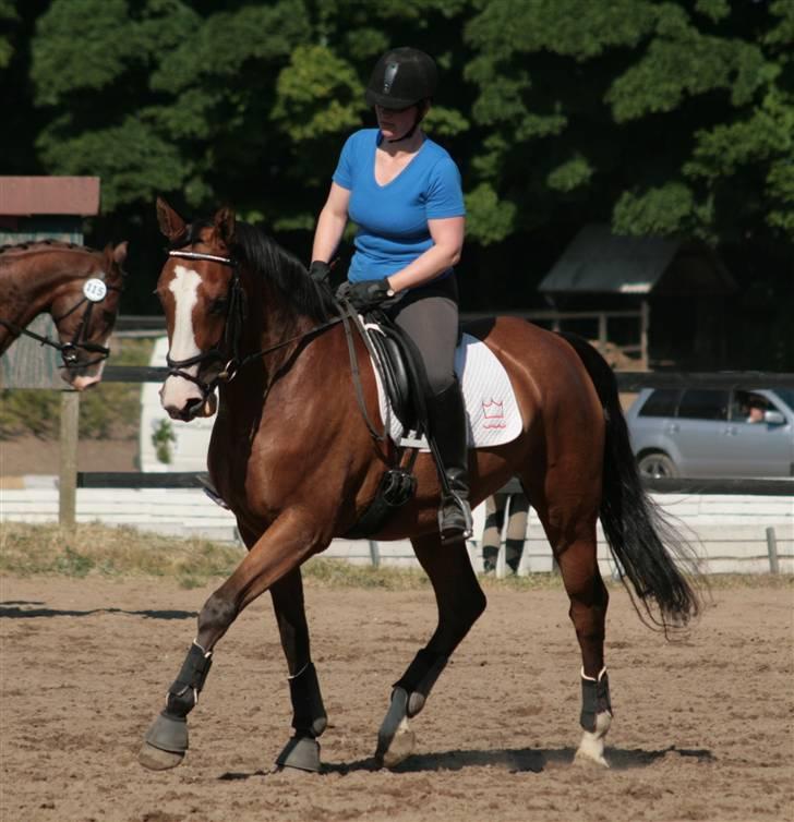 Dansk Varmblod Madigans Daydream, RDH - Juni 2008. billede 20