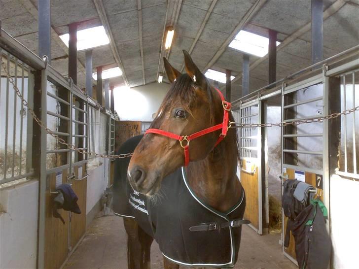 Traver Morassi (S) *Bortgivet til min veninde Karina* - Hvis ikke han er lidt lækker, så ved jeg da ikke hvem der er!! billede 14