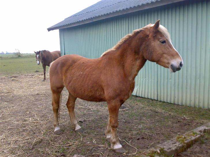 Haflinger Debbie - LIdt træls i pelsen, men ellers røv-dejlig!! billede 7