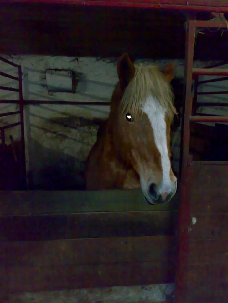 Haflinger Debbie - HYgge i stalden!! billede 8