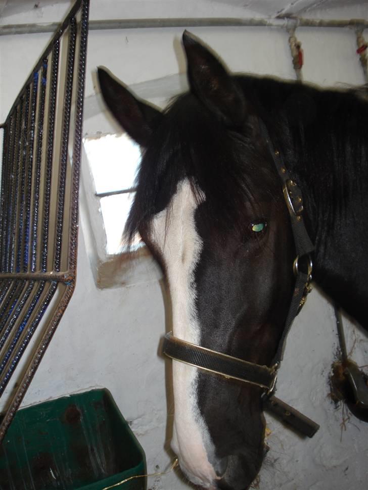 Oldenborg Ofelia  DØD ;( - Miin DEJLIGE hest Ofelia <33 billede 1