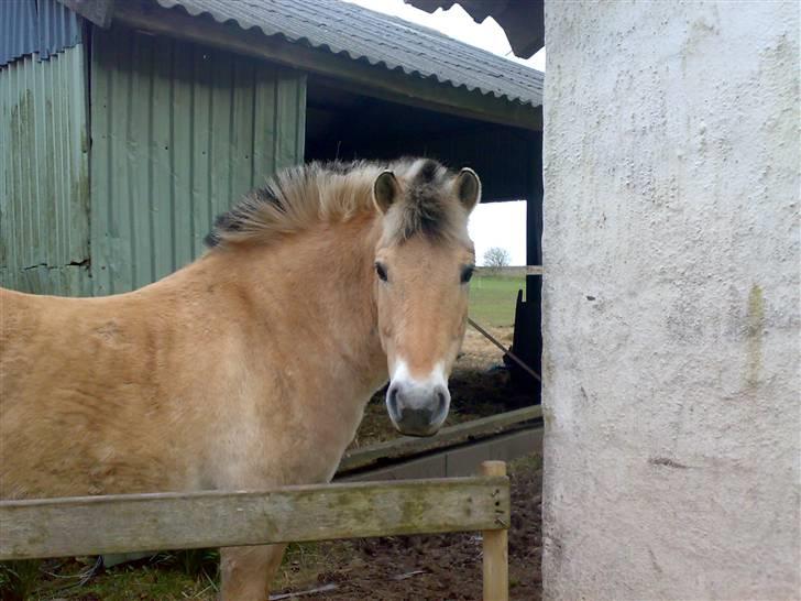 Fjordhest Knold - Heeej Moar!! billede 15