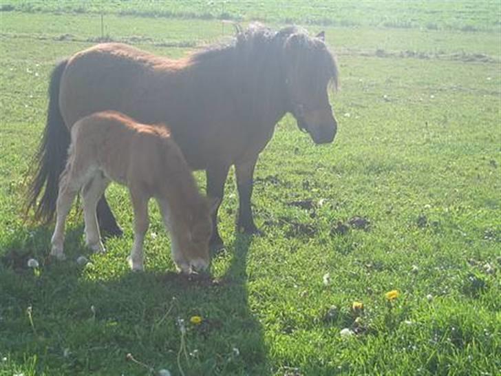 Shetlænder Nørbæks Mio - Der var han kun 1døgn gammel. 06 billede 7