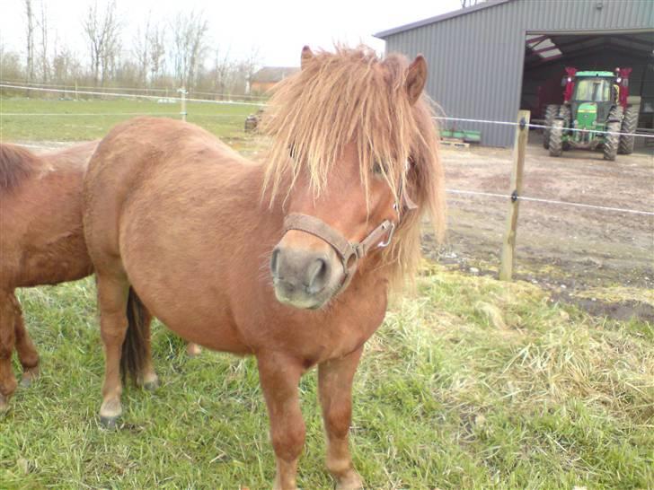 Shetlænder Nørbæks Mio - Her er han omkring et år.. Ja han er da blevet pænere igen; ) billede 8