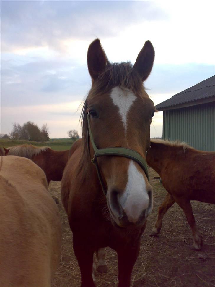 Anden særlig race Kiaya - Min lækkerbidsken!! billede 7