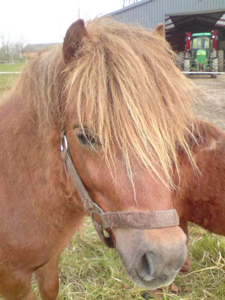 Shetlænder Nørbæks Mio billede 9