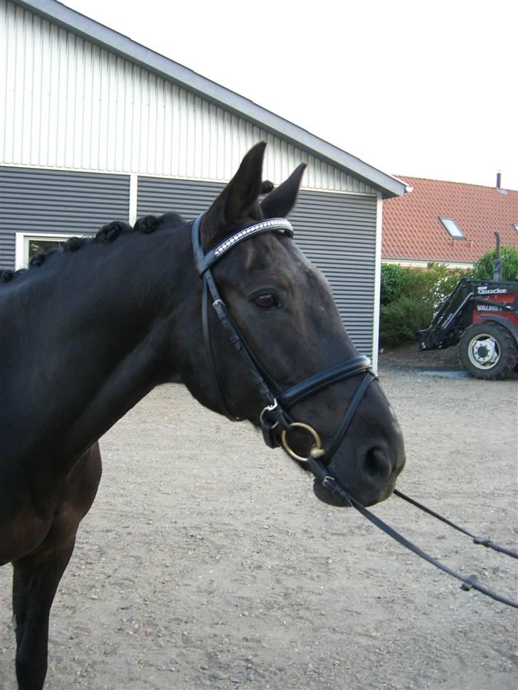 Dansk Varmblod Feli Rex - Inden stævnet i Vejen d. 6.6.08     billede 1