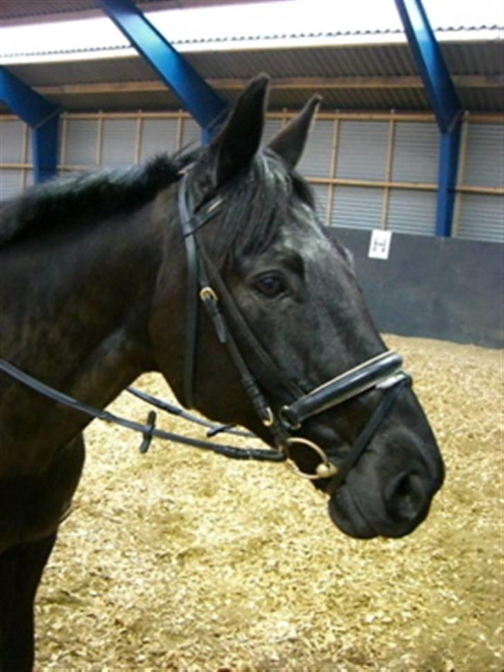 Dansk Varmblod Feli Rex - Svedig lille pruster ! :P billede 2