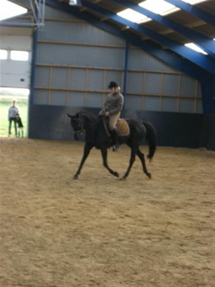 Dansk Varmblod Feli Rex - Fra i sommers, dengang han var sort, og lidt for tynd ! billede 3