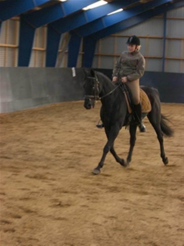 Dansk Varmblod Feli Rex - Fy, hvor ser jeg mutant-agtig ud :D billede 4