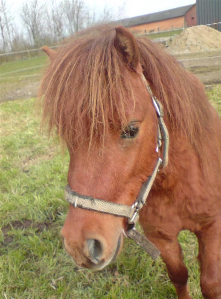 Shetlænder Nørbæks Tobber (solgt) - 12/4-08. billede 1
