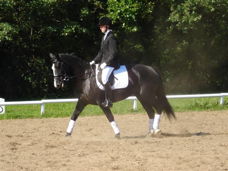 Oldenborg Ofelia  DØD ;( - stævne den 30/8 08 (nye ejer)(omkring en uge før hun dør) billede 2