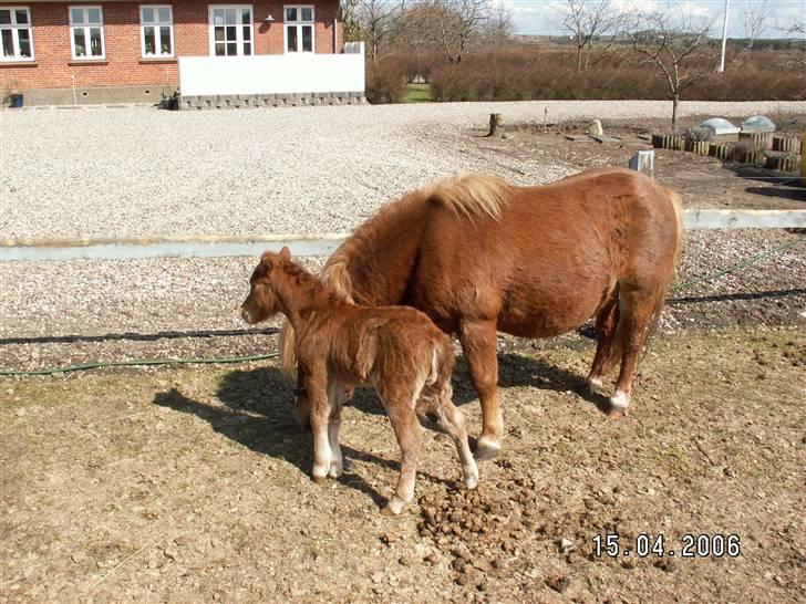 Shetlænder Nørbæks Tobber (solgt) billede 2