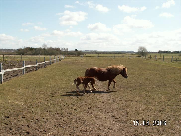 Shetlænder Nørbæks Tobber (solgt) billede 3