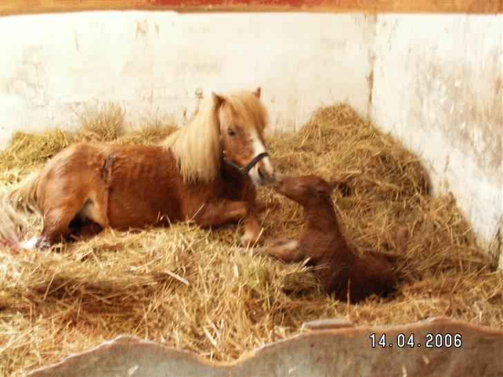 Shetlænder Nørbæks Tobber (solgt) - under en time gammel billede 4