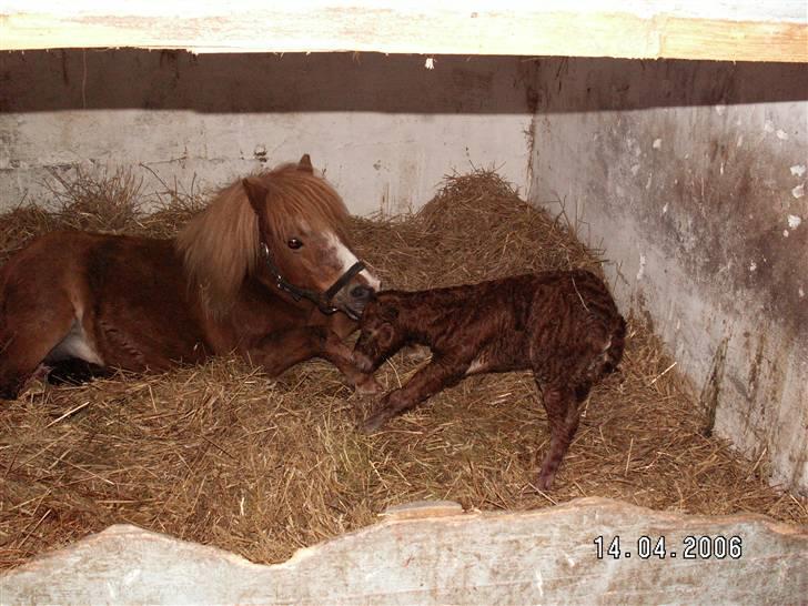 Shetlænder Nørbæks Tobber (solgt) - første gang på 4 ben billede 5