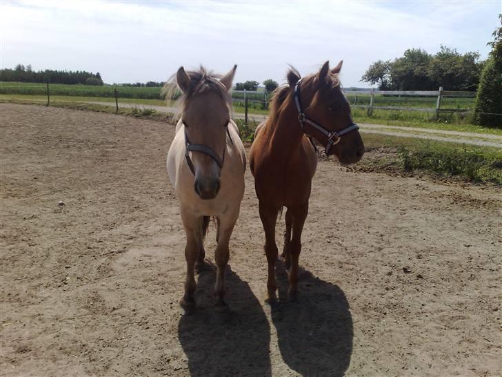 Fjordhest Dior **solgt/Efterlyses** - Dior og Gandalf bedste venner juni 2009 billede 5