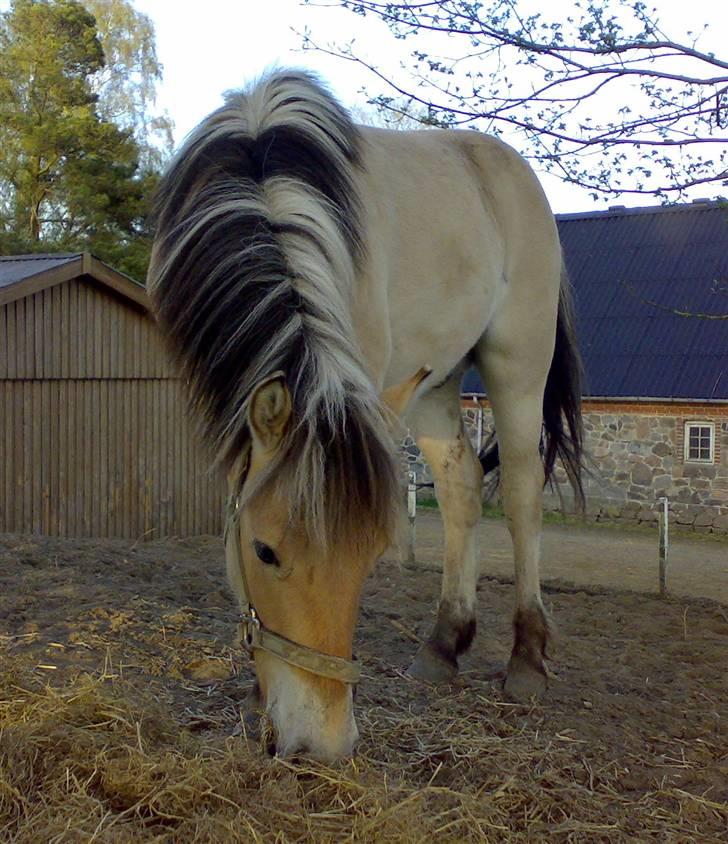 Fjordhest Dior **solgt/Efterlyses** - mums jeg elsker mad c¨,)  (april 2008) billede 6