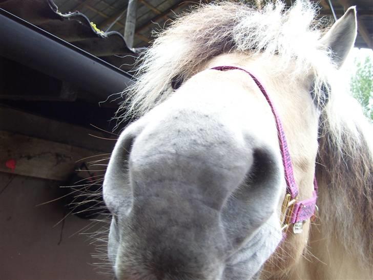 Fjordhest Claus - Claus <3 billede 9