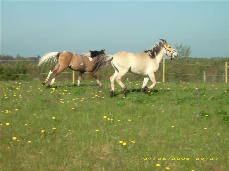 Fjordhest Dior **solgt/Efterlyses** - ihh der var noget der var farligt, så må man gerne se grim ud når man løber c¨,) (maj 2008) billede 8