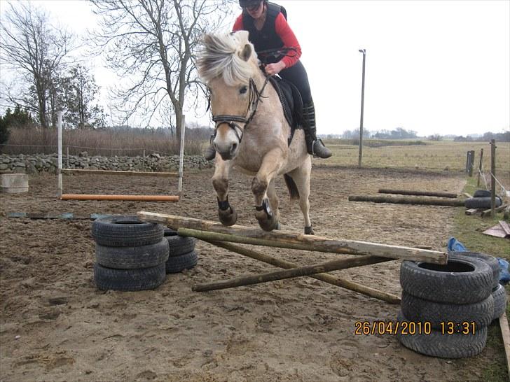 Fjordhest Simba <3 solgt - spring marts 2010 <3 billede 5