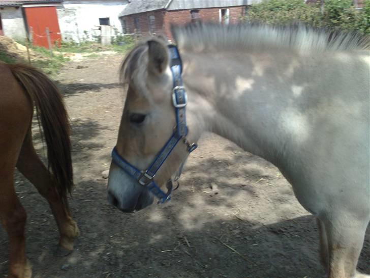 Fjordhest Dior **solgt/Efterlyses** - Dior juni 2009 billede 9