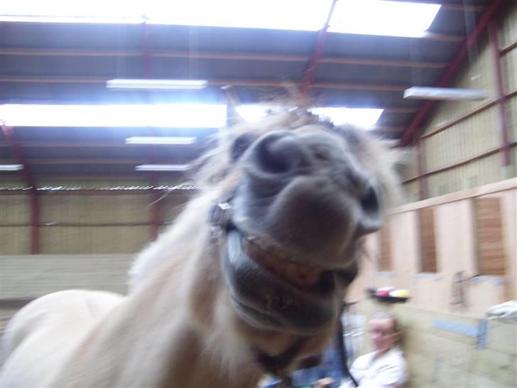 Fjordhest Claus - Claus <3 billede 10