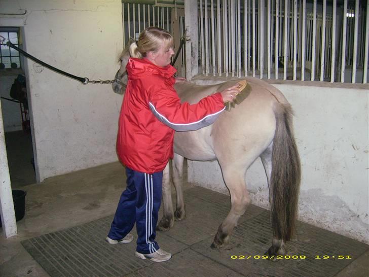 Fjordhest Dior **solgt/Efterlyses** - dejligt at blive striglet :o) billede 11